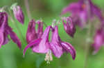 European columbine